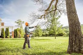 How Our Tree Care Process Works  in Beckett, NJ